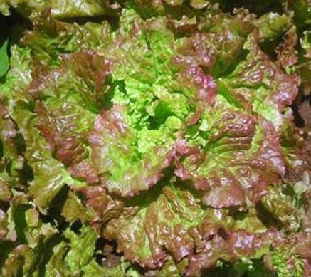 Prizehead Lettuce - Organic