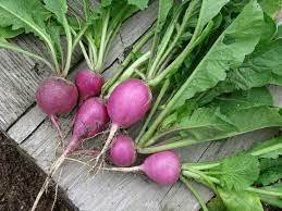 Purple Plum Radish