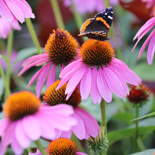 Purple Cone Flower Echinacea - Organic