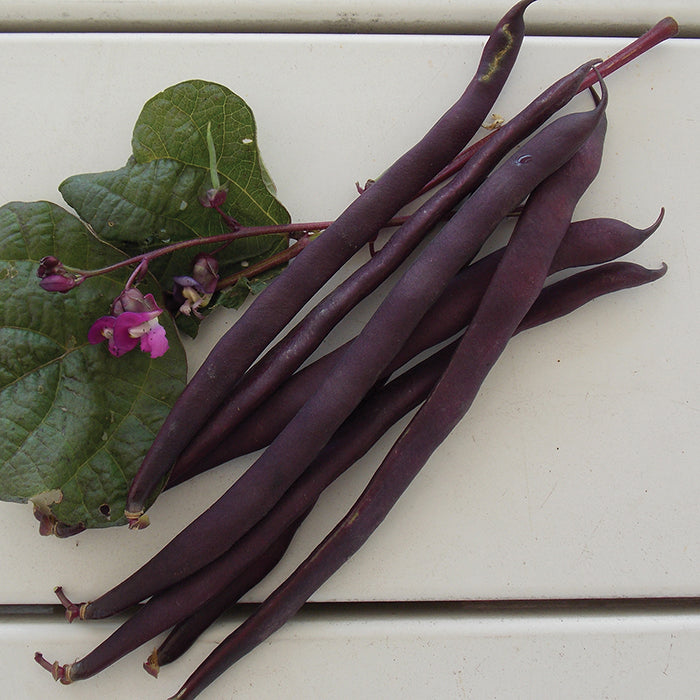 Purple Podded Pole Bean