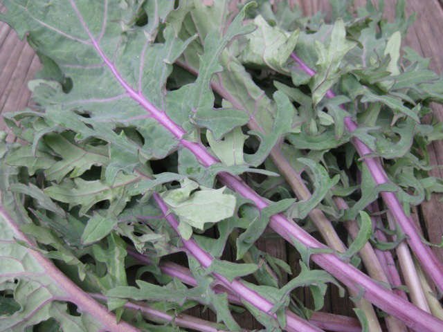 Red Russian Kale - Organic