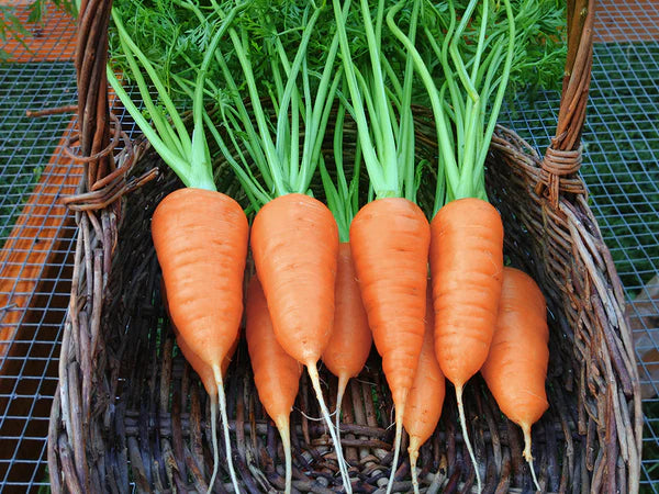 Red Cored Chantenay Carrot - Organic