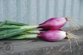 Red Long of Tropea Onion - Organic