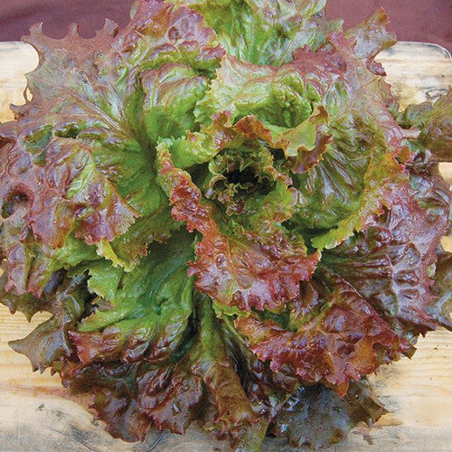 Red Sails Lettuce - Organic