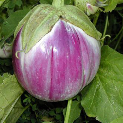 Rosa Bianca Eggplant - Organic