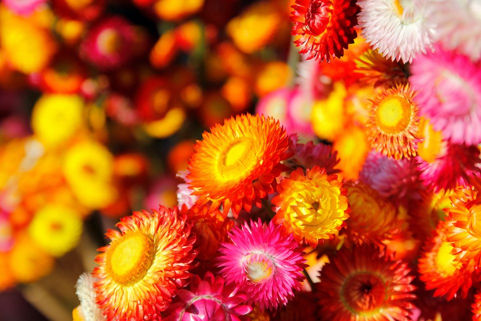 Sultane Mix Strawflower