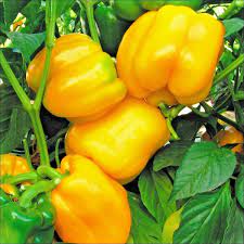 Sunbright Bell Pepper