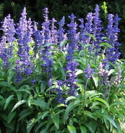 Victoria Blue Salvia