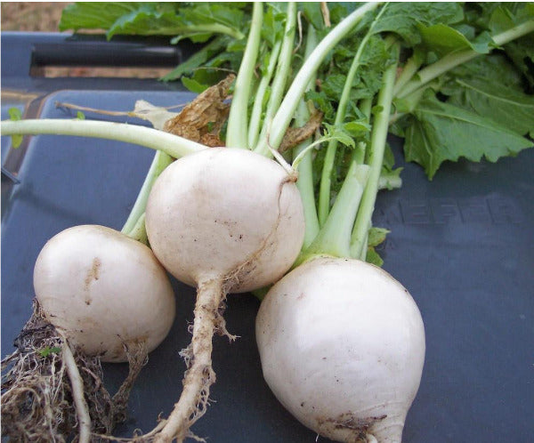 White Egg Turnip