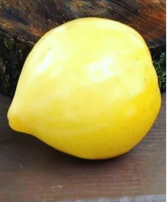 White Oxheart Tomato