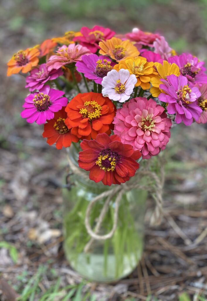 California Giant Mix Zinnia - Organic